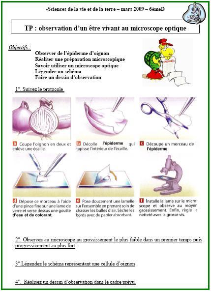 tp-cellules