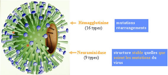 La grippe porcine ou grippe A (H1N1), kezako ?