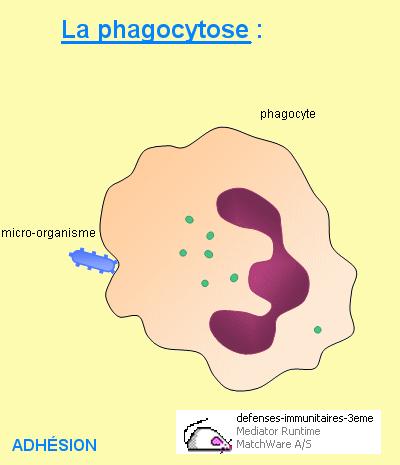 Logiciels de révisions : système immunitaire