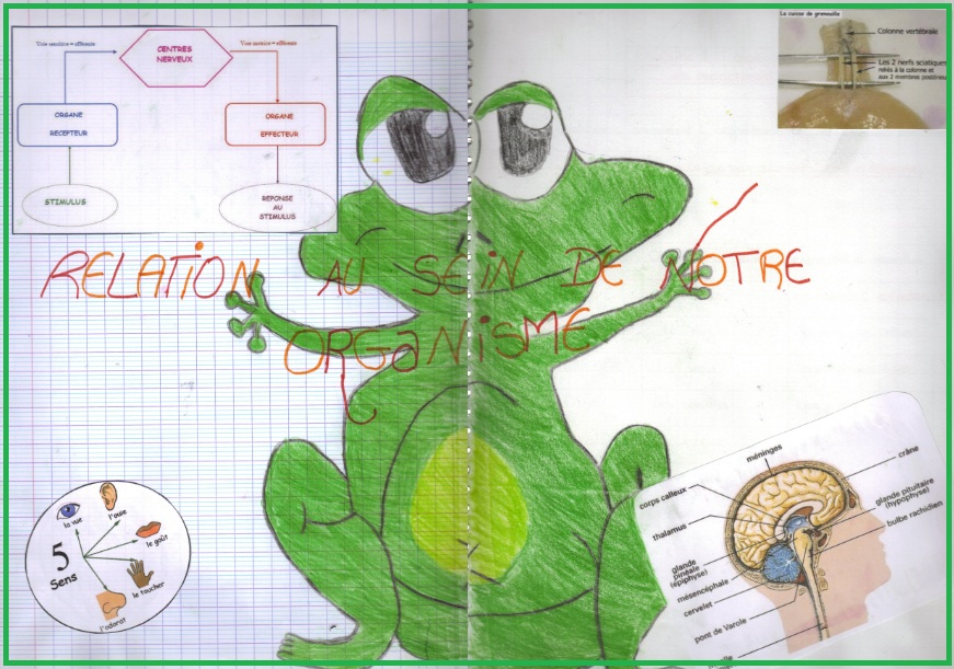 Relations au sein de l’organisme : communication nerveuse et hormonale