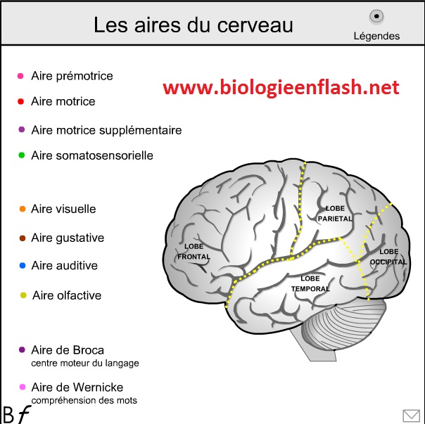 aires-du-cerveau