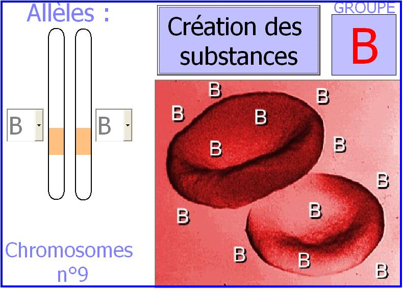 abo-groupe-sanguin1