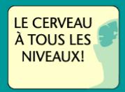 cerveau-niveaux