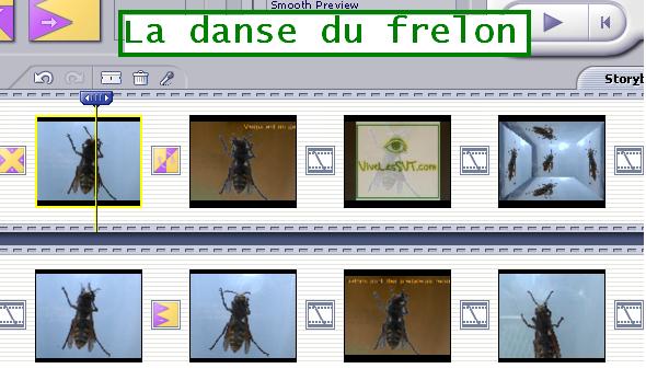 La danse du frelon