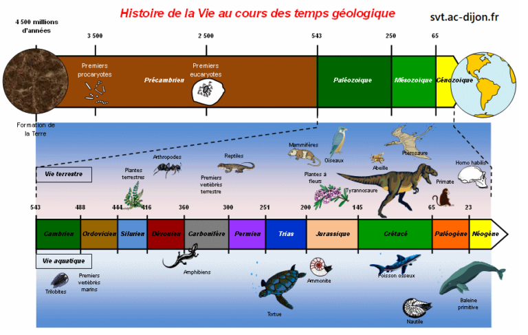 Histoire De La Terre Frise Chronologique Nouvelles Histoire - Gambaran