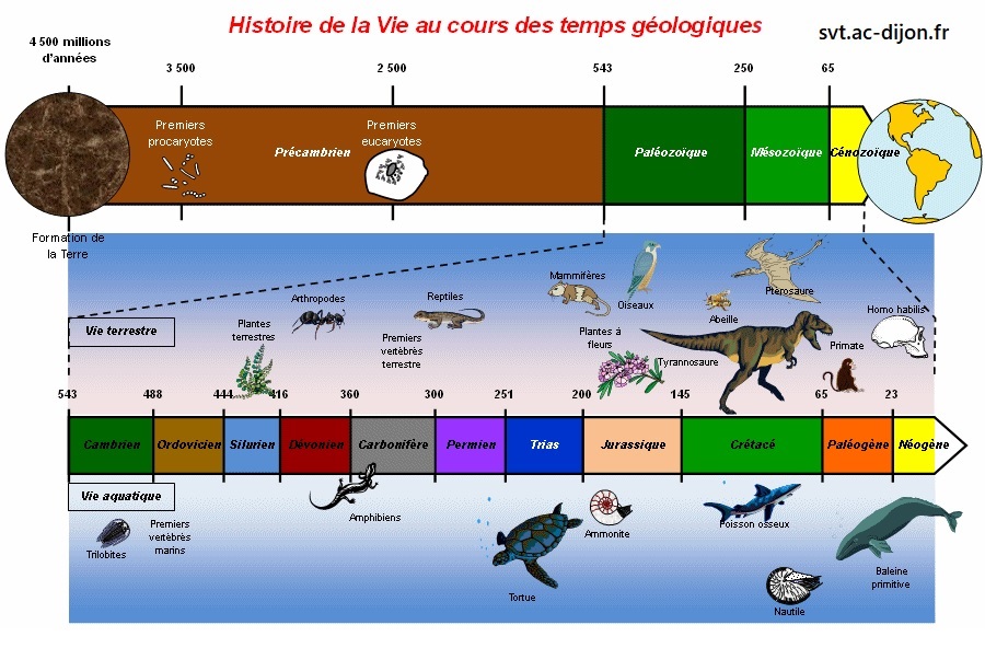 Evolution des Organismes et Histoire de la Terre - cours SVT | Vive les SVT ! Les sciences de la vie et de la Terre au collège et au lycée - Cours