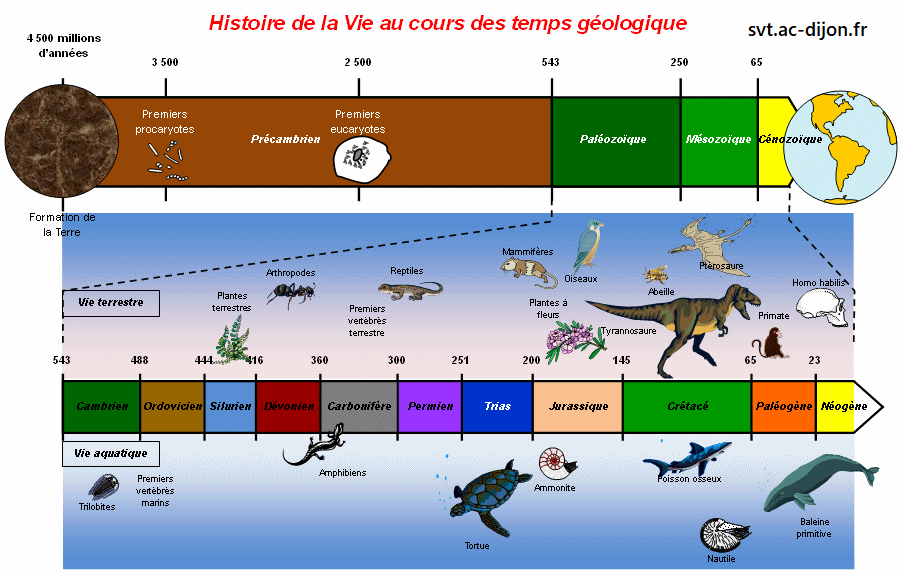 Evolution des organismes et histoire de la Terre