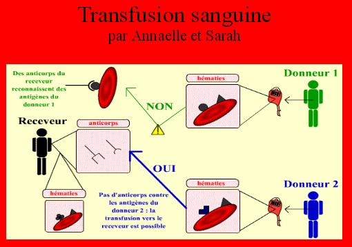 transfusions-sanguines1