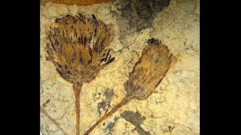 Anniversaire : le tournesol a 50 millions d’années