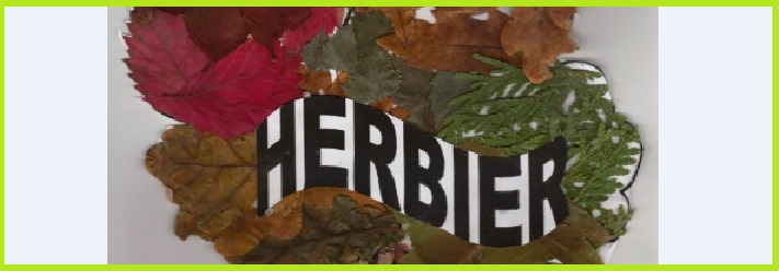 Fabrication d'un herbier 