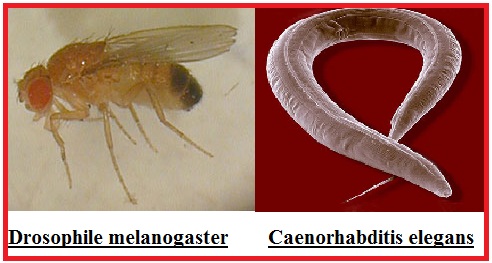 drosophile-melanogaster-c-elegans