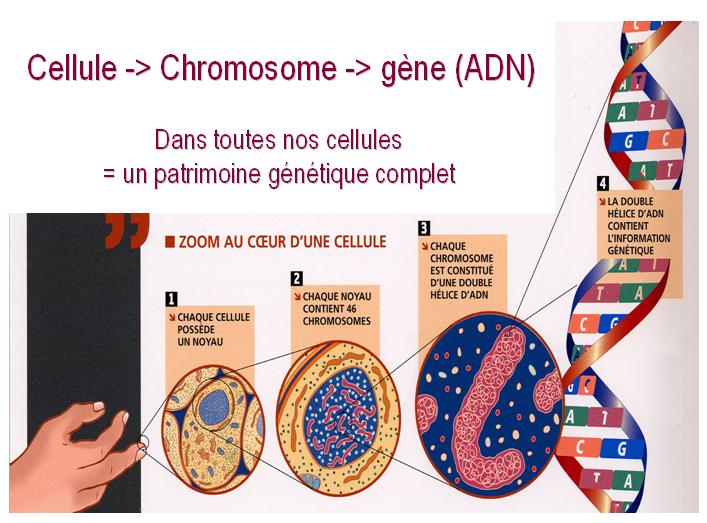 Réaliser un portrait-robot à partir de l’ADN ?