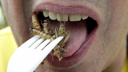 Les insectes peinent à rentrer au menu des Européens