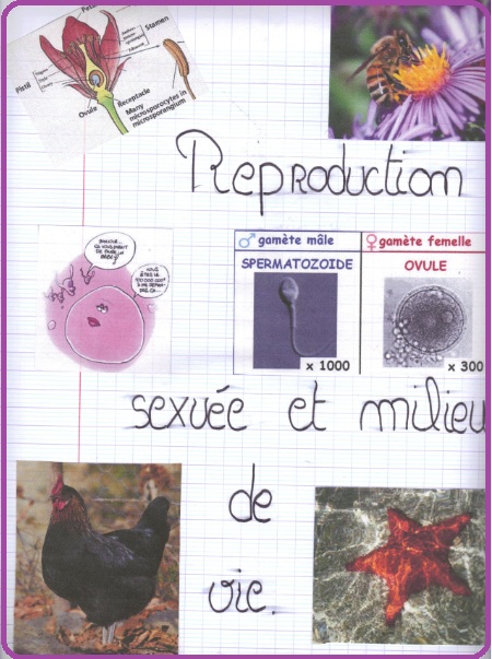 reproduction-sexuee-et-milieu-de-vie8