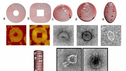 Modélisation de l’ADN en 3D