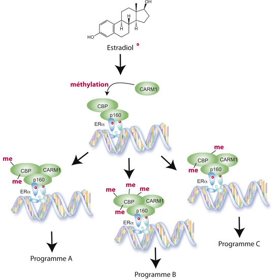 Quel est le code secret de l’oestradiol ?