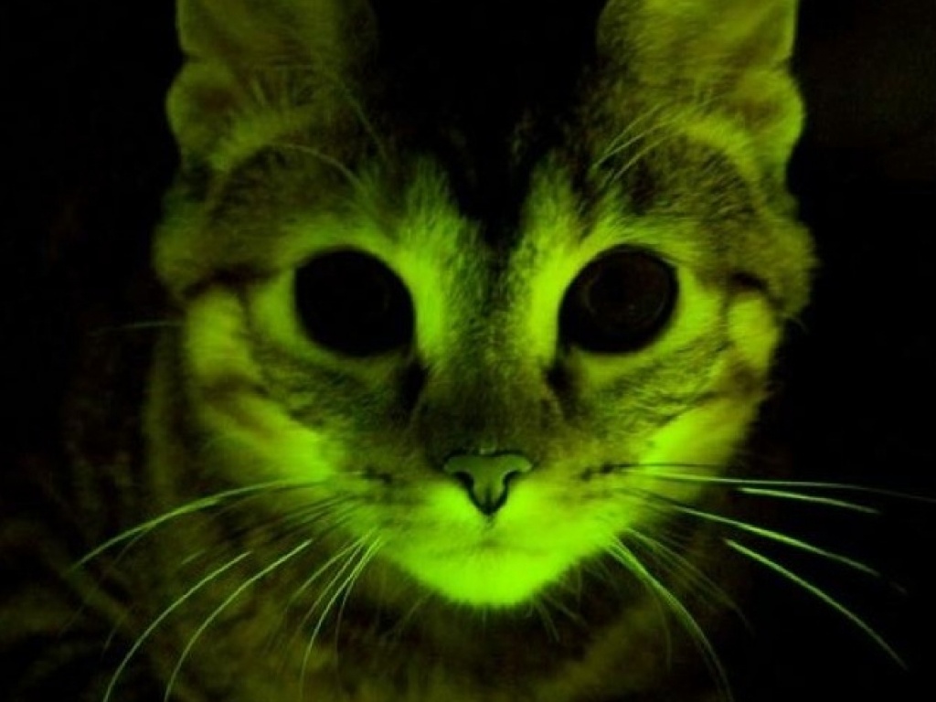 Des chats avec des poils fluorescents