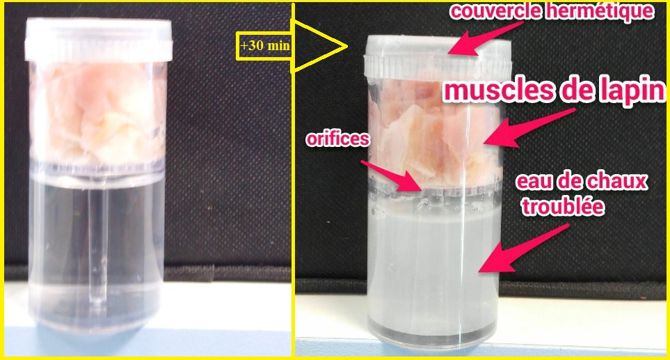 expérience eau de chaux muscles SVT CO2