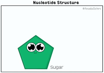 nucleotides-gif