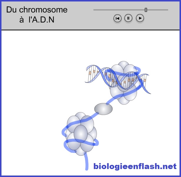 Comment extraire de l’ADN de cellules ?