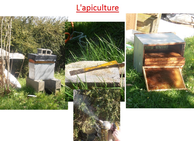 apiculture abeilles SVT exposés