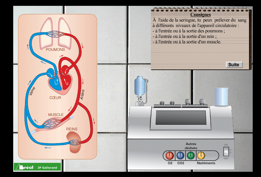 La circulation sanguine – Cours de SVT 5ème