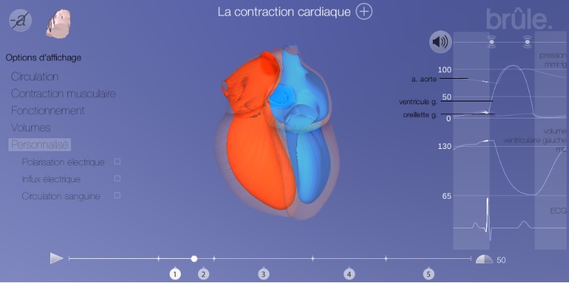 La circulation sanguine - Cours de SVT 5ème | Vive les SVT ! Les ...