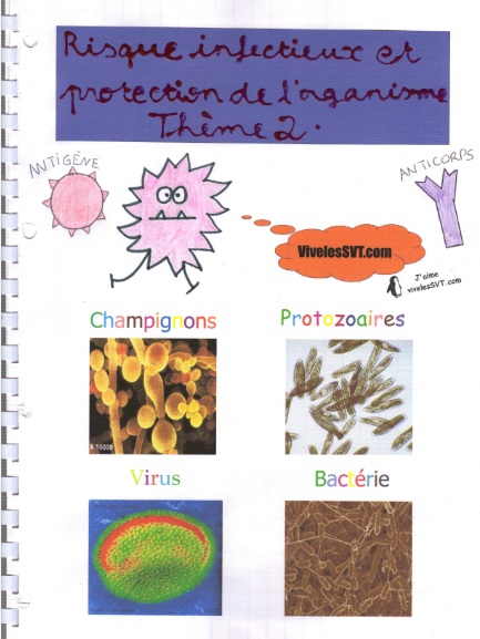 Le système immunitaire illustré par les 3èmes