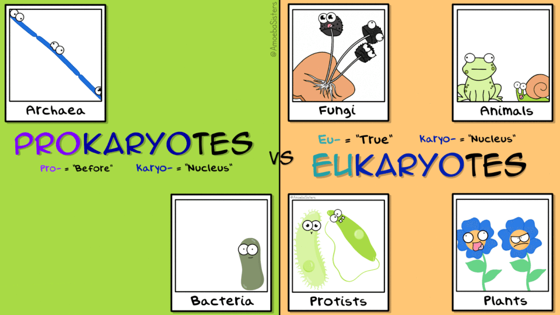 prokaryote-and-eukaryote-selfies-gif_orig