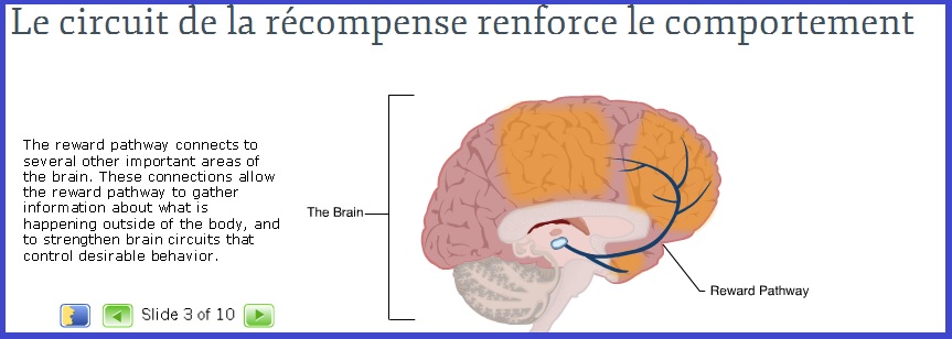 circuit de la récompense | Vive les SVT ! Les sciences de la vie et de ...