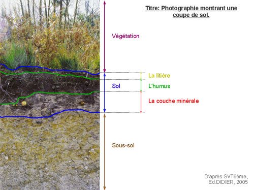 Le sol : un patrimoine durable ?  Vive les SVT ! Les sciences de la vie et  de la Terre au collège et au lycée - Cours de SVT en ligne 