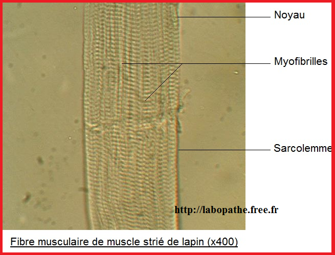 fibre musculaire de muscle strié de lapin SVT 2nde