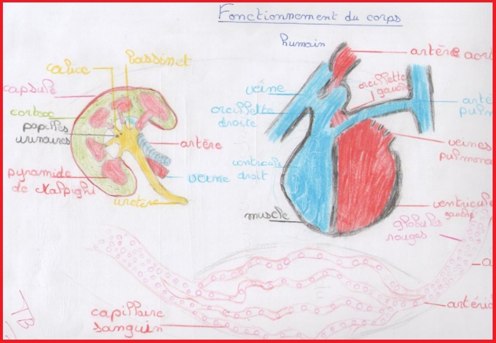 fonctionnement du corps humain svt 5ème 2 | Vive les SVT ! Les sciences