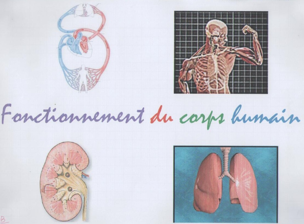 Le Fonctionnement Du Corps Humain Cours Svt 5ème Vive Les Svt Les