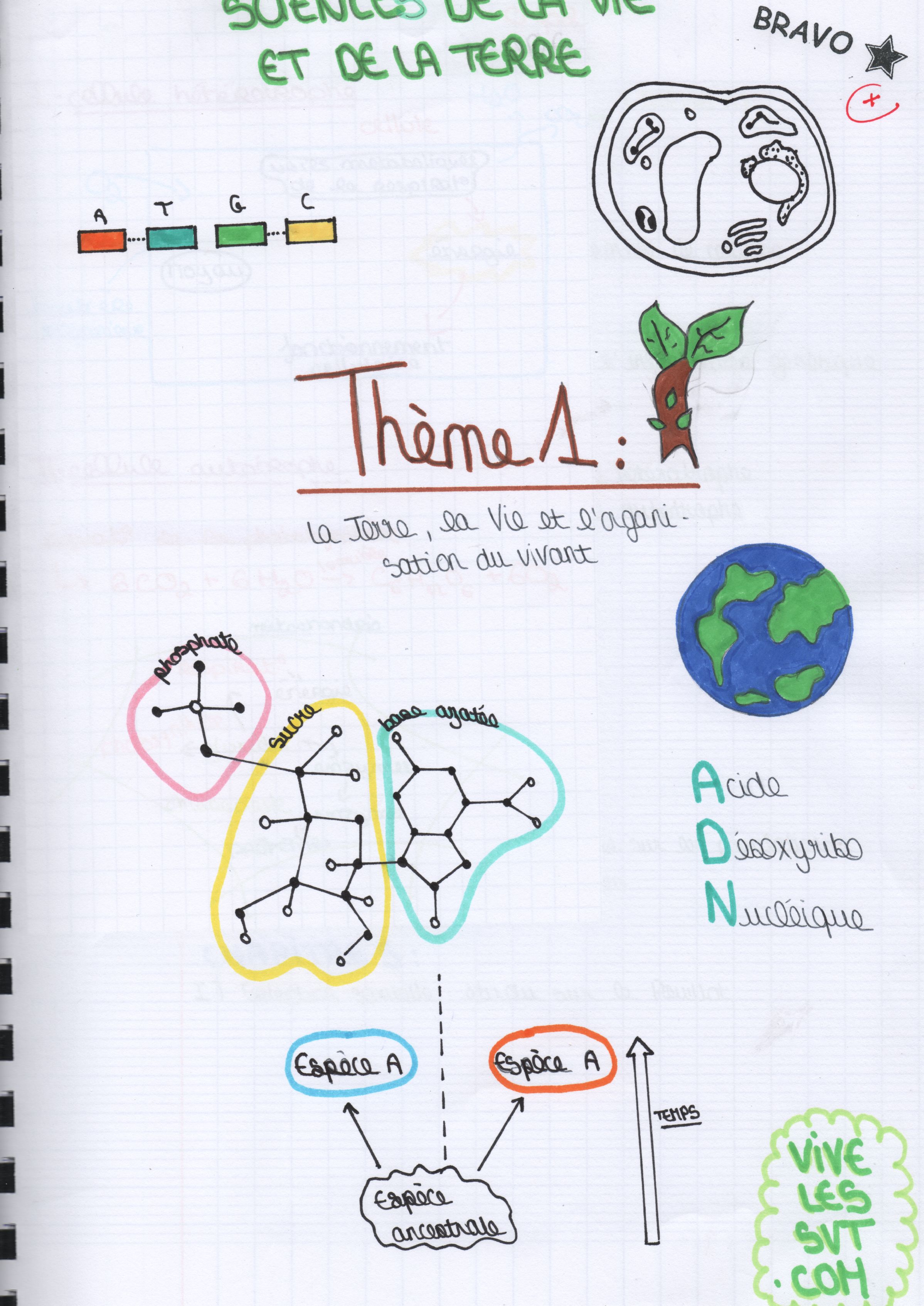 Page De Garde Svt 5e Le programme de seconde en SVT | Vive les SVT ! Les sciences de la vie et de la Terre au collège et au lycée - Cours de SVT en ligne -