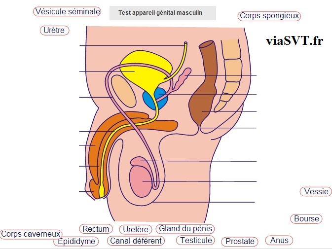 appareil génital masculin SVT test