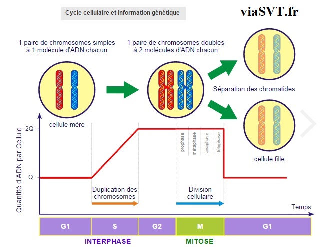 cycle cellulaire et information génétique SVT 1ère S