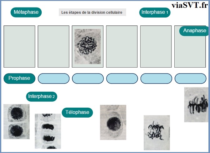 étapes divisions cellulaire SVT 1ère S