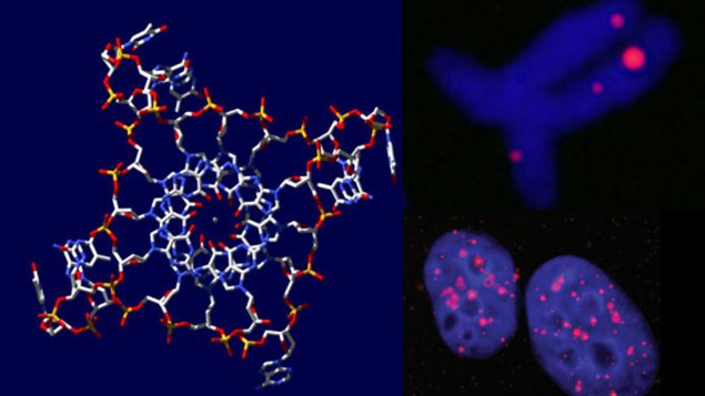 La structure d’hélice quadruple de l’ADN