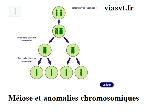 Méiose et anomalies chromosomiques SVT bac S terminale
