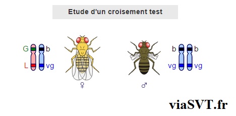 brassage intrachromosomique SVT bac S terminale