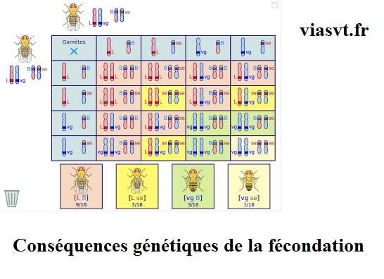 conséquences génétiques fécondation SVT bac S terminale