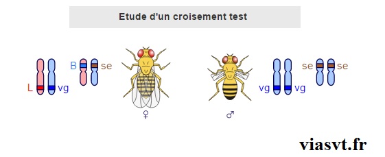 Le brassage génétique et sa contribution à la diversité génétique – Bac S –