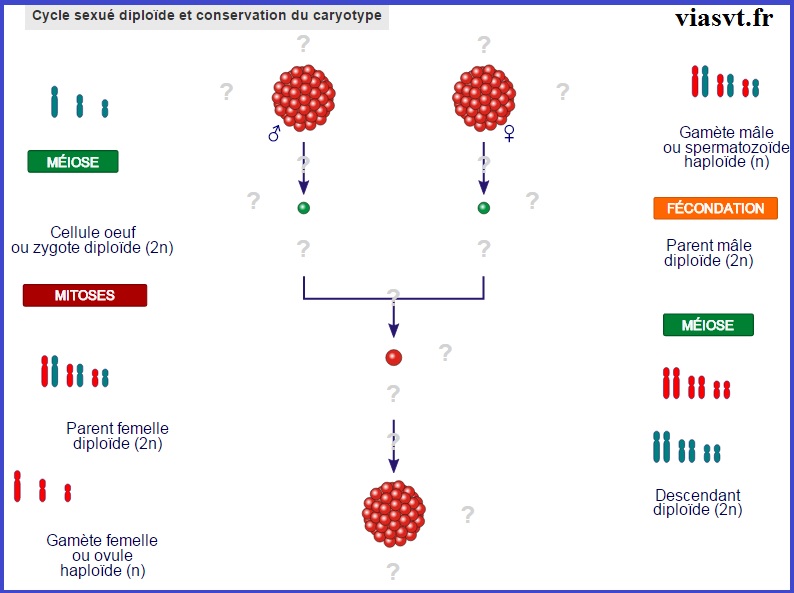 cycle sexuée diploide terminale S SVT bac