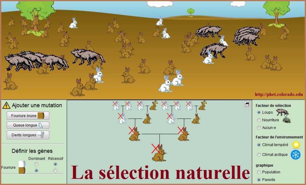 la-sélection-naturelle-SVT