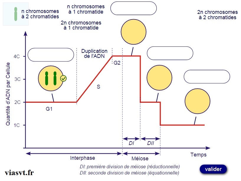meiose et ADN terminale S SVT BAC