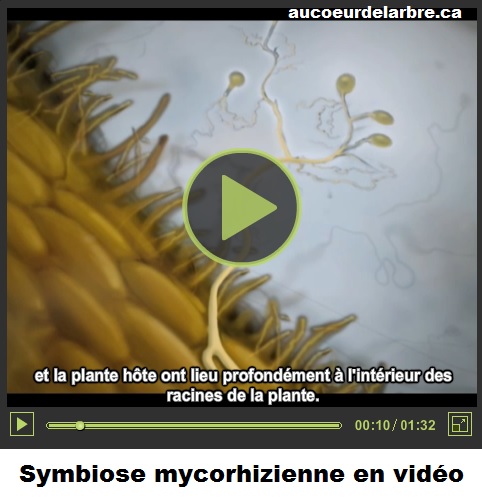 symbiose mycorhizienne