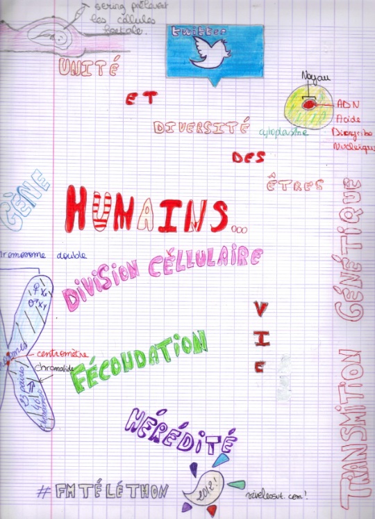 La génétique croquée par les 3èmes