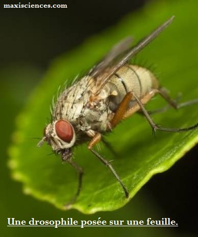 Le cerveau de la mouche s’adapte à la famine