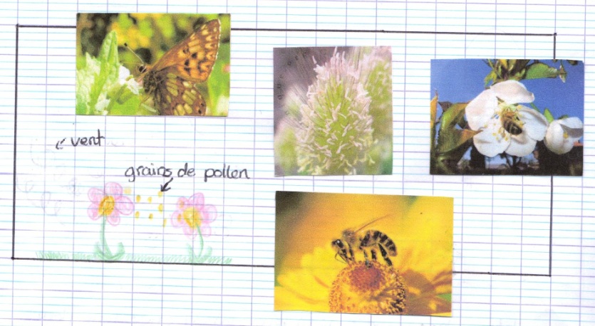 Le déclin des insectes pollinisateurs a des conséquences